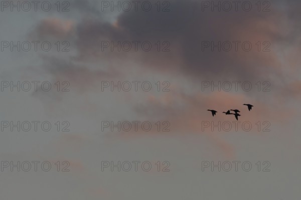 Birds fly in groups in the sky, which is painted in warm colors at sunset. Red and purple clouds add to the beauty of the scenery. Bas rhin, Alsace, Grand Est, France