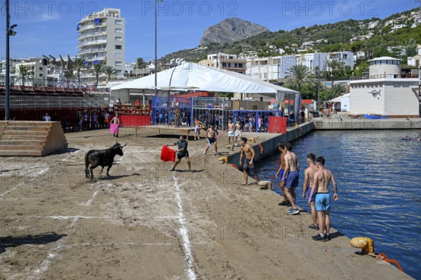 Bous a la Mar Fair, in English Bulls in the Sea, Bullfighting, Javea or Xàbia, Alicante Province, Comunidad Valenciana, Spain