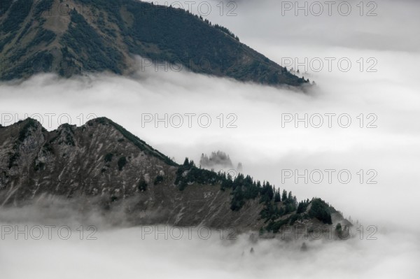 Ridge with conifers sticking out of fog, Allgäu Alps, near Oberstdorf, Oberallgäu, Allgäu, Bavaria, Germany