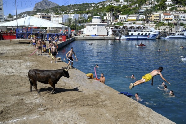 Bous a la Mar Fair, in English Bulls in the Sea, Bullfighting, Javea or Xàbia, Alicante Province, Comunidad Valenciana, Spain