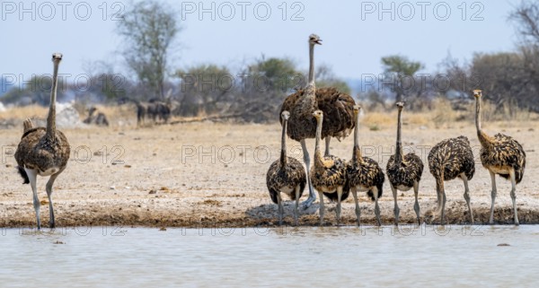 African ostrich (Struthio camelus), mother and six juvenile young animals, animal family, group drinking at the waterhole, Nxai Pan National Park, Botswana