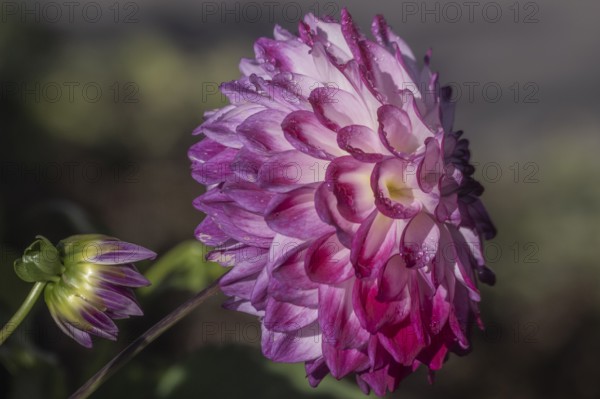 Dahlia (Dahlia), Emsland, Lower Saxony, Germany