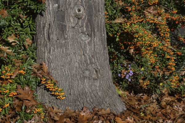 Firethorn (Pyracantha), fruits, Emsland, Lower Saxony, Germany