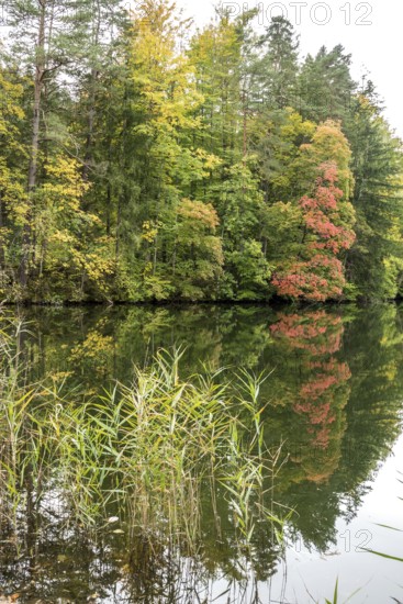 Autumn atmosphere, autumn-colored trees at Lake Mittersee, Füssen, Allgäu, Bavaria, Germany