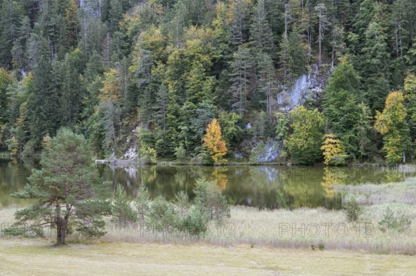 Autumn atmosphere, autumn-colored trees on Obersee, Füssen, Allgäu, Bavaria, Germany