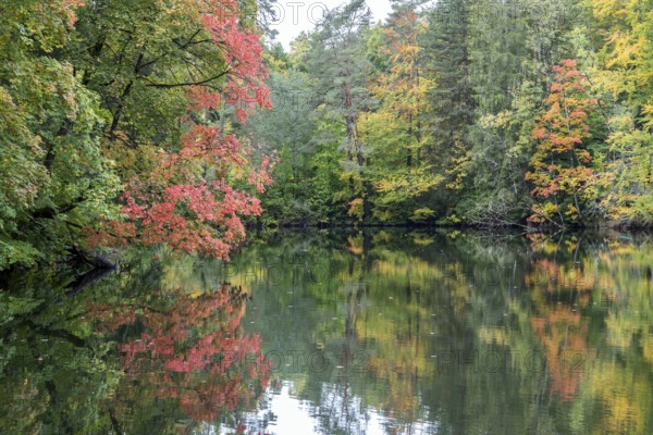 Autumn atmosphere, autumn-colored trees at Lake Mittersee, Füssen, Allgäu, Bavaria, Germany