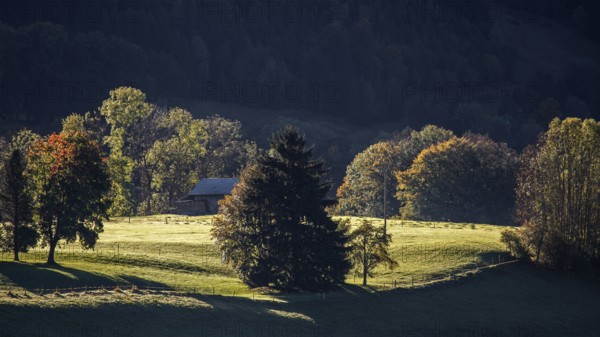 Atmospheric landscape with meadow and trees, near Hinang, Illertal, Oberallgäu, Allgäu, Bavaria, Germany