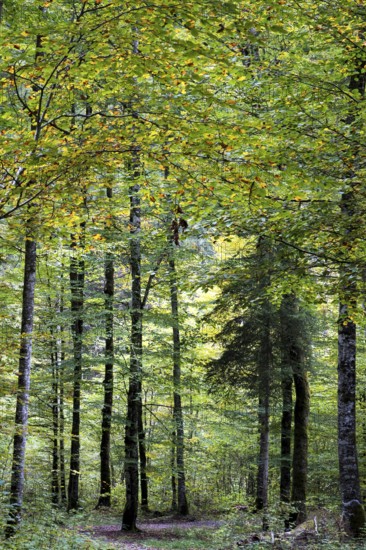 Hiking trail through autumnal forest, near Oberstdorf, Oberallgäu, Allgäu, Bavaria, Germany