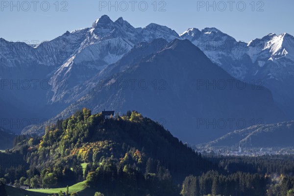 Group of trees with cattle, snow-covered mountains of the Allgäu Alps, near Schöllang, Oberallgäu, Allgäu, Bavaria, Germany