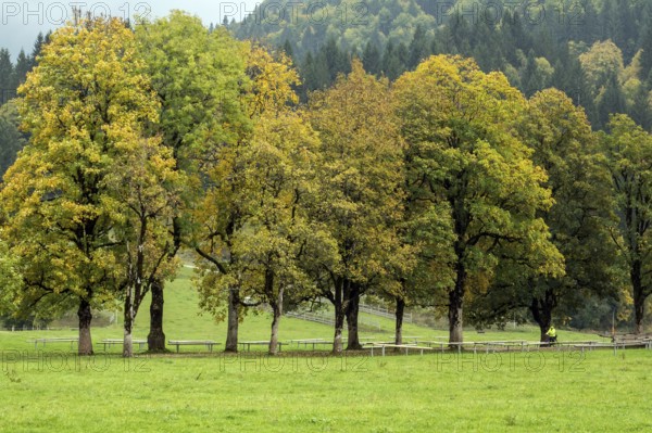 Autumn atmosphere, tree hall with autumn-colored trees, near Oberstdorf, Oberallgäu, Allgäu, Bavaria, Germany
