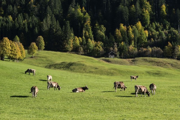Cattle on pasture, autumn-colored trees in the back, Oberallgäu, Allgäu, Bavaria, Germany