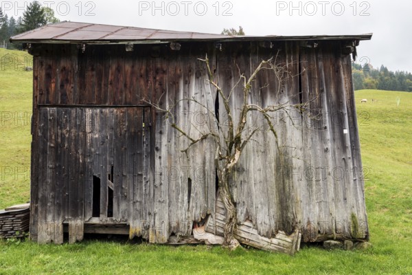 Old weathered wooden hut with bare tree, near Oberstdorf, Oberallgäu, Allgäu, Bavaria, Germany