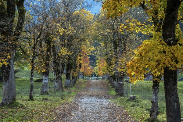 Autumn atmosphere, avenue with autumn-colored sycamore trees, Stillach Valley, near Heini-Klopfer Skiflugschanze, Oberstdorf, Oberallgäu, Allgäu, Bavaria, Germany