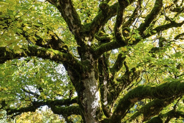 Sycamore tree in autumn colors, Hochleite, near Schwand, Oberstdorf, Oberallgäu, Allgäu, Bavaria, Germany