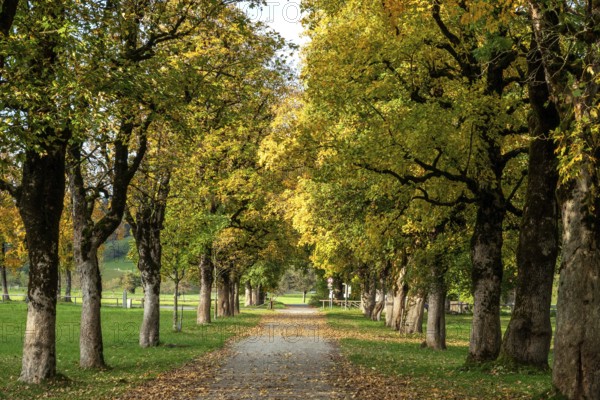 Autumn atmosphere, avenue with autumn-colored sycamore trees, near Renksteg, Oberstdorf, Oberallgäu, Allgäu, Bavaria, Germany