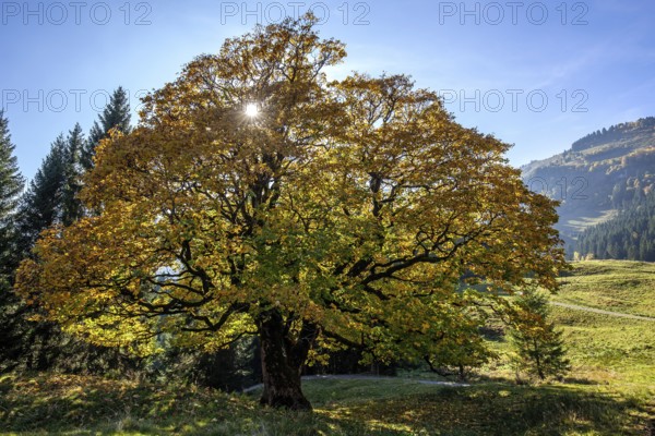 Sycamore tree in autumn colors, backlight, Hochleite, near Schwand, Oberstdorf, Oberallgäu, Allgäu, Bavaria, Germany