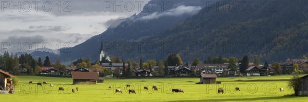 Cows, Allgäu brown cattle, pasture at sunrise, Loretto meadows, near Oberstdorf, Allgäu, Bavaria, Germany