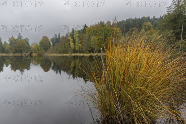 Pond rushes (Schönoplectus lacustris) in autumn colors, autumn at the moor pond near Oberstdorf, Oberallgäu, Allgäu, Bavaria, Germany