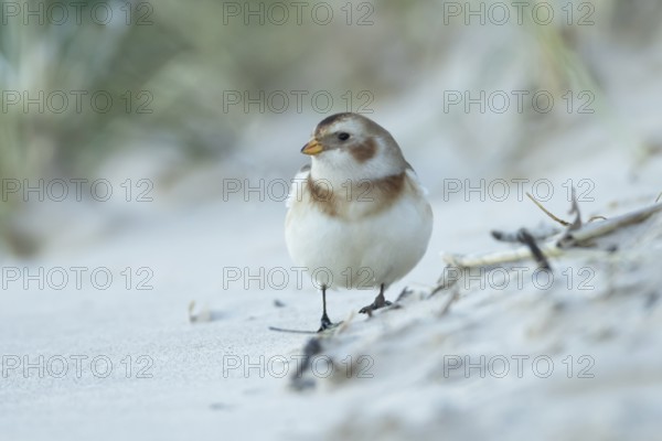 Snow bunting (Plectrophenax nivalis) adult bird on a beach in winter, England, United Kingdom