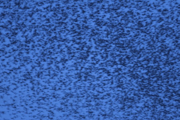 Eurasian starling (Sturnus vulgaris) adult birds flying in a flock in a murmuration at sunset in winter - slow motion blur image, England, United Kingdom