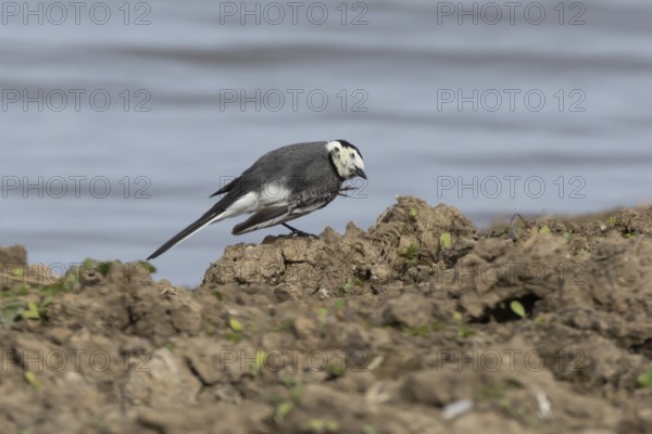Pied wagtail (Motacilla alba) adult bird on the edge of a lake, England, United Kingdom