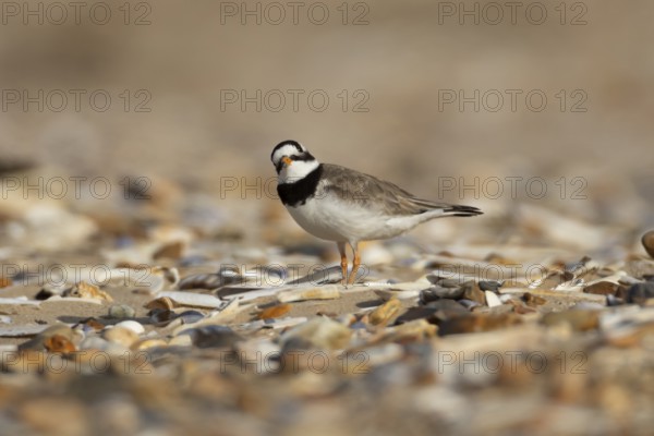 Ringed plover (Charadrius hiaticula) adult wading bird on a coastal shingle beach, England, United Kingdom