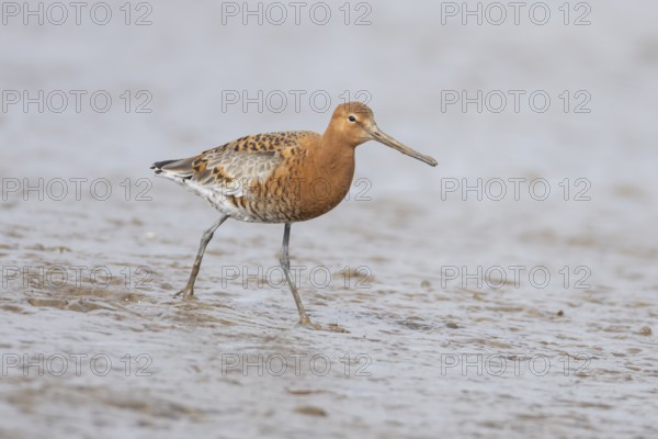 Black tailed godwit (Limosa limosa) adult male wading bird in summer plumage on a coastal mudflat, England, United Kingdom
