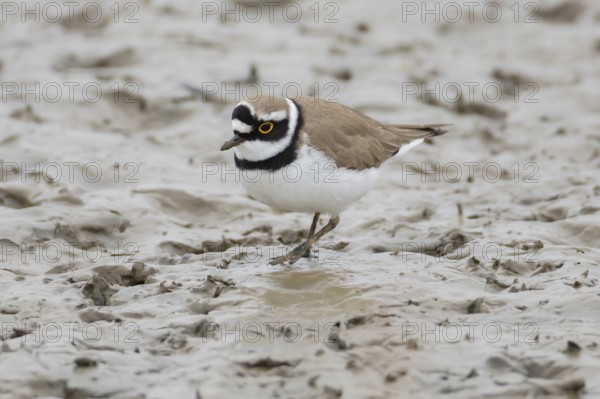 Little ringed plover (Charadrius dubius) adult wading bird on a coastal mudflat, England, United Kingdom