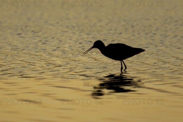 Spotted redshank (Tringa erythropus) silhouette of an adult wading bird feeding in a shallow lagoon at sunset, England, United Kingdom
