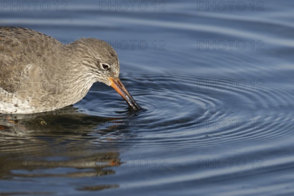 Common redshank (Tringa totanus) adult wading bird feeding in a shallow coastal lagoon, England, United Kingdom