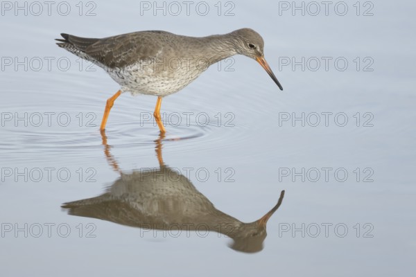 Common redshank (Tringa totanus) adult wading bird in a shallow coastal lagoon, England, United Kingdom