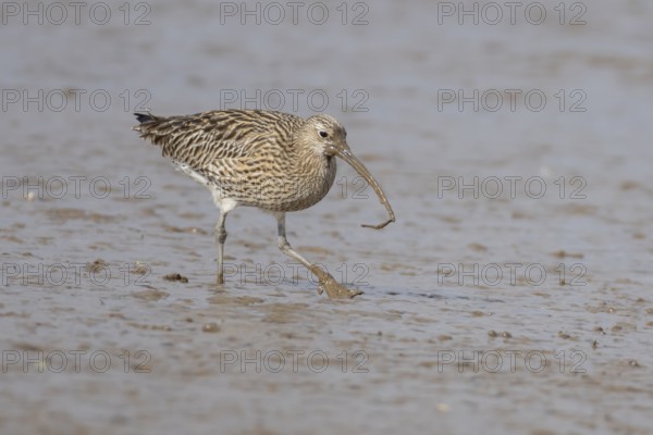 Eurasian curlew (Numenius arquata) adult wading bird on a coastal mudflat with a worm in its beak, England, United Kingdom