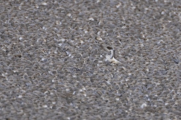 Red Knot (Calidris canutus) adult wading birds at high tide on a coastal shingle ridge, RSPB Snetisham nature reserve, Norfolk, England, United Kingdom