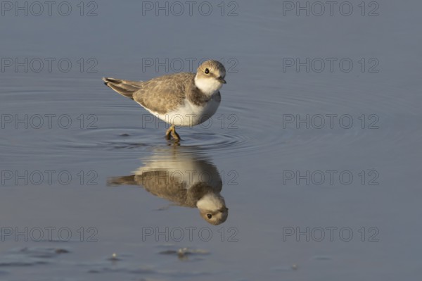 Little ringed plover (Charadrius dubius) adult wading bird in a shallow coastal lagoon, England, United Kingdom