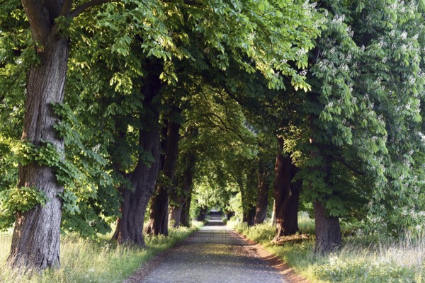 Kastanienallee near Lancken-Granitz on Rügen, Mecklenburg-Western Pomerania, Germany
