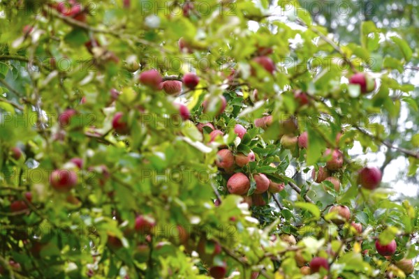Apple tree with ripe apples, September, Germany