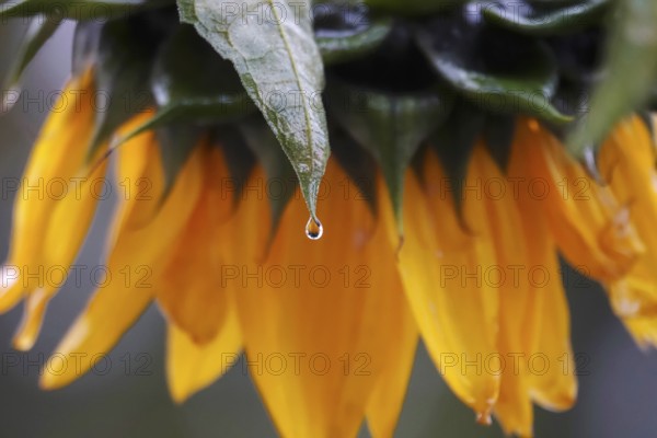 Sunflower with raindrops, rainy weather, Germany