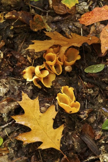 Beecherlinge in the forest, autumn time, Germany
