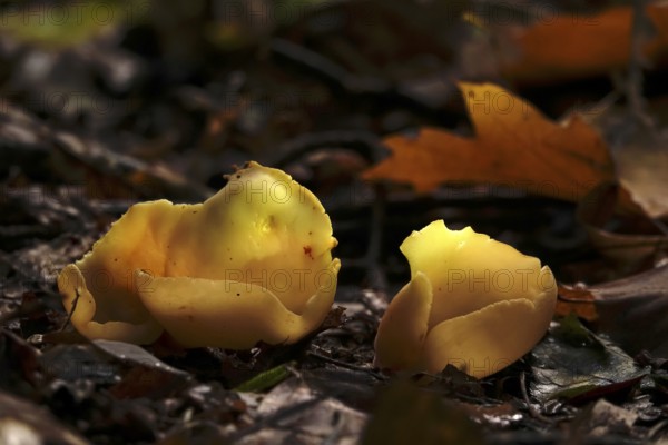 Beecherlinge in the forest, autumn time, Germany