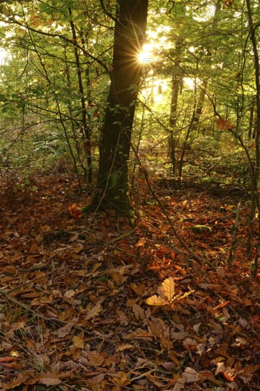 Trees in forest with autumn sun, October, Germany
