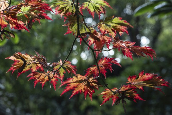 Adenhut leaf maple (Acer japonicum aconitifolium), autumn leaves, Emsland, Lower Saxony, Germany