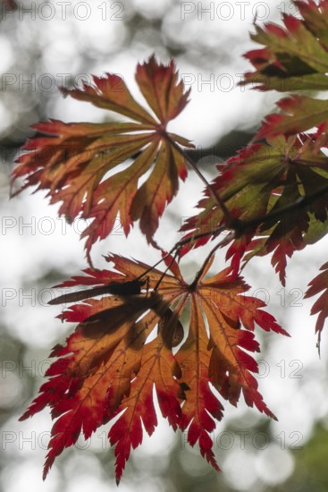 Adenhut leaf maple (Acer japonicum aconitifolium), autumn leaves, Emsland, Lower Saxony, Germany