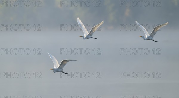 Great egret (Ardea alba), three herons flying over a lake in warm, orange morning light, Lower Saxony, Germany