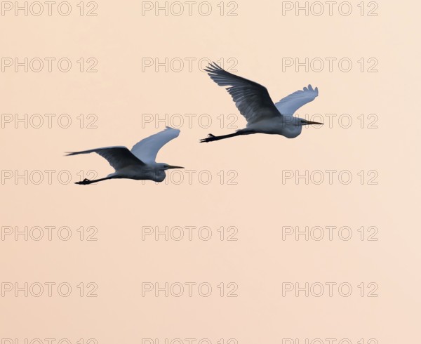 Great egret (Ardea alba) two herons flying in front of sky in warm orange morning light, Lower Saxony, Germany