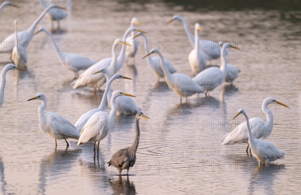 Great egret (Ardea alba), many herons and a gray heron (Ardea cinerea) stand in the shallow water zone of a lake, reddish colored water from early morning light, Lower Saxony, Germany