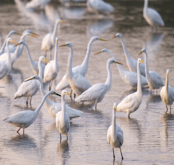Great egret (Ardea alba), many herons stand in the shallow water zone of a lake, reddish colored water from early morning light, Lower Saxony, Germany