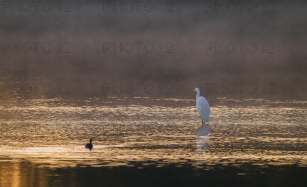 Great egret (Ardea alba) stands in warm, orange morning light in the shallow water zone of a lake, clouds of fog over the water, Lower Saxony, Germany