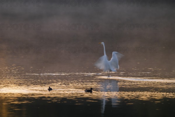 Great egret (Ardea alba) stands with wings spread out in warm, orange morning light in the shallow water zone of a lake, clouds of fog over the water, motion blur, long exposure, pull, swipe effect, Lower Saxony, Germany