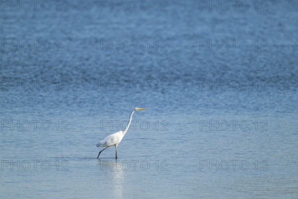 Great egret (Ardea alba) looking for food in the shallow water zone of a lake, blue water, Lower Saxony, Germany