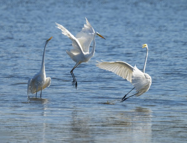 Great egret (Ardea alba), three herons fighting in the shallow water zone of a lake, dispute, blue water, Lower Saxony, Germany